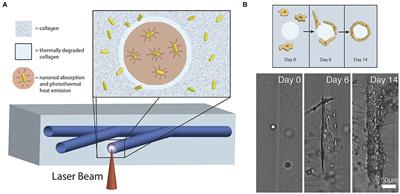 Applications of Engineering Techniques in Microvasculature Design